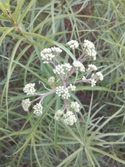 Campovassouria cruciata