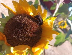 Xylocopa californica
