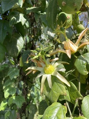 Passiflora herbertiana