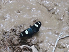 Heliconius wallacei