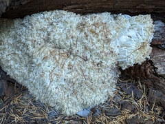 Hericium abietis