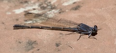 Argia lugens