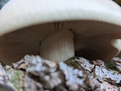 Hypsizygus