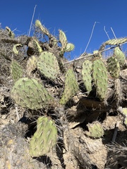 Opuntia littoralis
