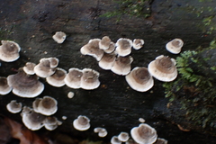 Peniophora albobadia