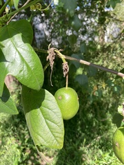 Passiflora herbertiana