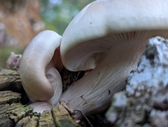 Hypsizygus