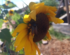 Xylocopa californica