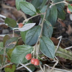 Cotoneaster simonsii