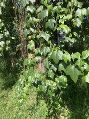 Passiflora herbertiana