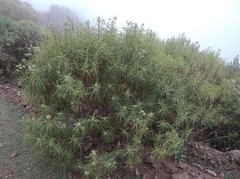 Campovassouria cruciata