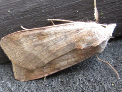 Diarsia canescens