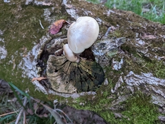 Hypsizygus