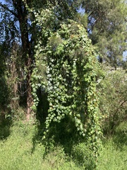Passiflora herbertiana