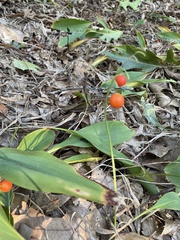 Convallaria