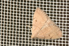 Zanclognatha protumnusalis