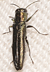 Agrilus