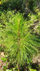 Pinus elliottii