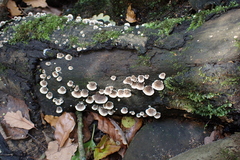 Peniophora albobadia