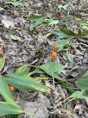 Convallaria
