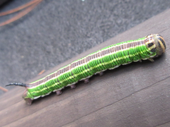 Sphinx morio arestus