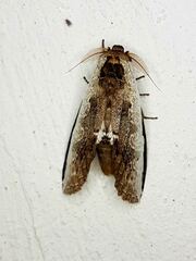 Lirimiris lignitecta