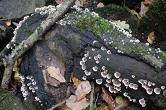 Peniophora albobadia