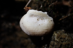 Peniophora albobadia