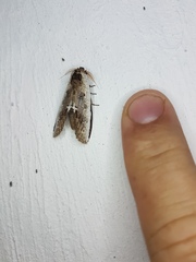 Lirimiris lignitecta