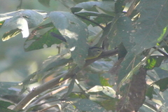 Basileuterus culicivorus