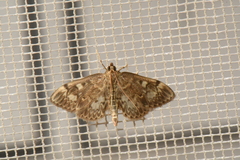 Anania coronata
