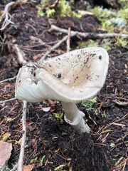 Amanita porphyria