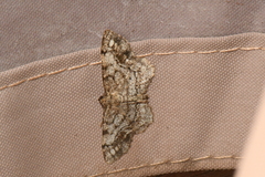 Hypagyrtis piniata