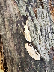 Skeletocutis semipileata