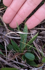 Dichanthelium sphaerocarpon