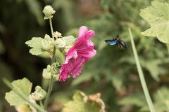 Xylocopa violacea