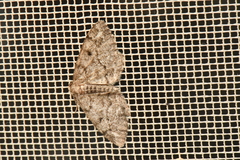 Hypagyrtis piniata