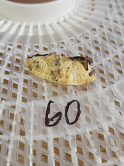 Skeletocutis semipileata