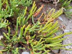 Salicornia