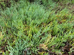 Salicornia