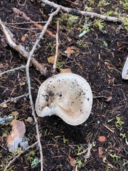 Amanita porphyria