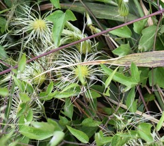 Clematis montevidensis