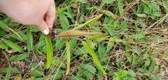 Asclepias viridiflora