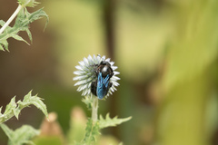 Xylocopa violacea