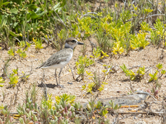 Charadrius wilsonia