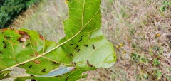 Formica integra