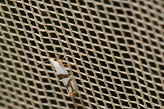 Argyresthia oreasella