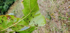Formica integra