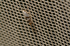 Argyresthia oreasella