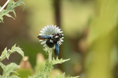 Xylocopa violacea
